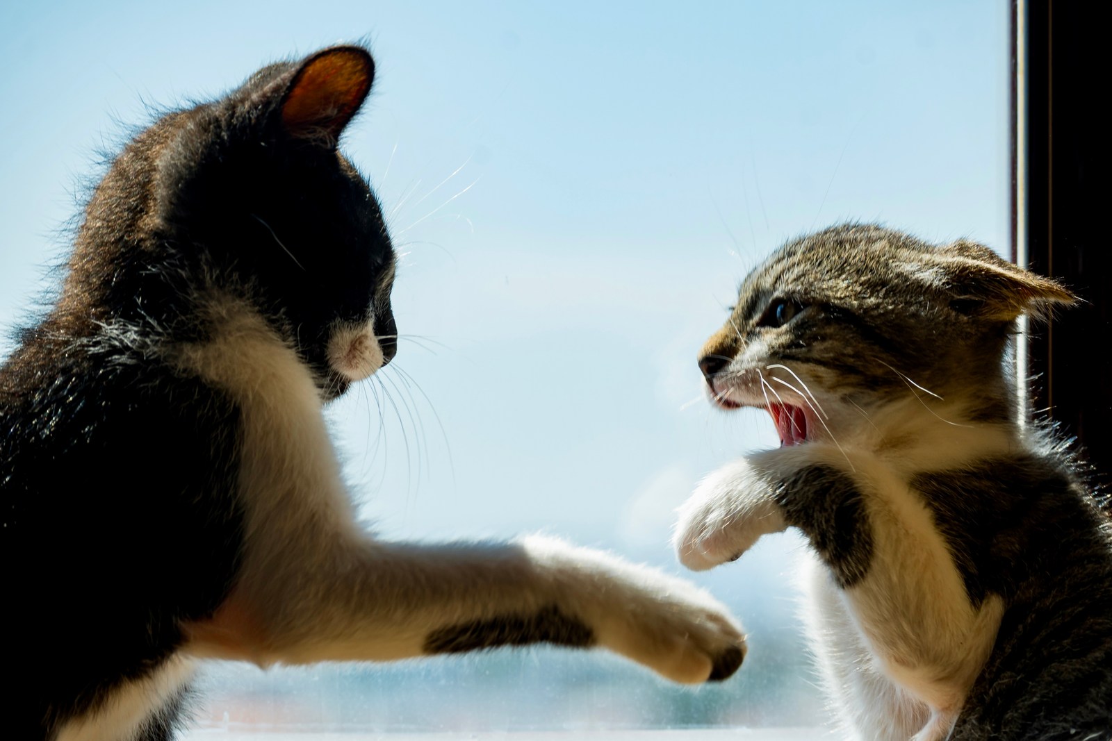 andrew wilde, animals, cat, mario wilde, motion, playfulness, warm light