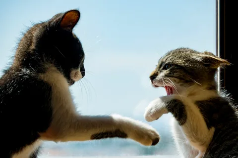 andrew wilde, animals, cat, mario wilde, motion, playfulness, warm light