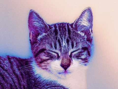 animals, calm, cat, mario wilde, portrait, texture, warm light