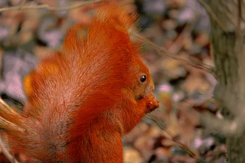 animals, calm, forest, nature, squirrel, texture, warm light