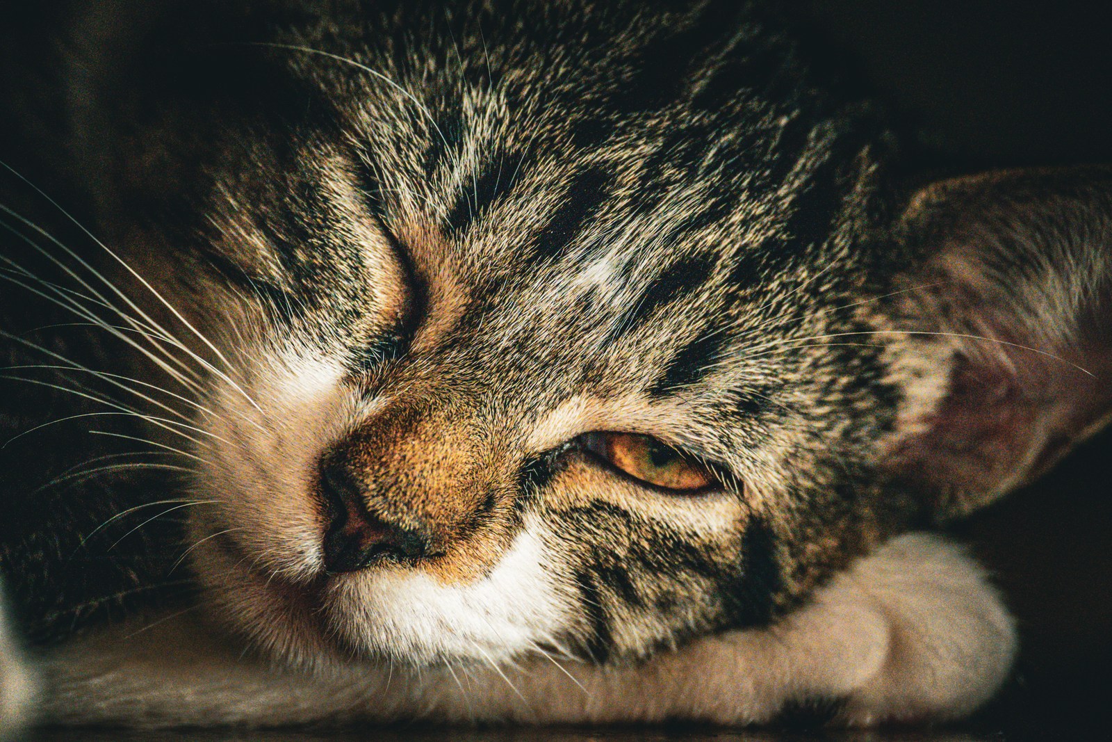 animals, calm, cat, mario wilde, muted colours, texture, warm light