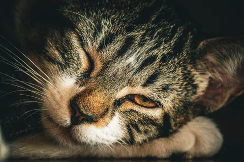 animals, calm, cat, mario wilde, muted colours, texture, warm light