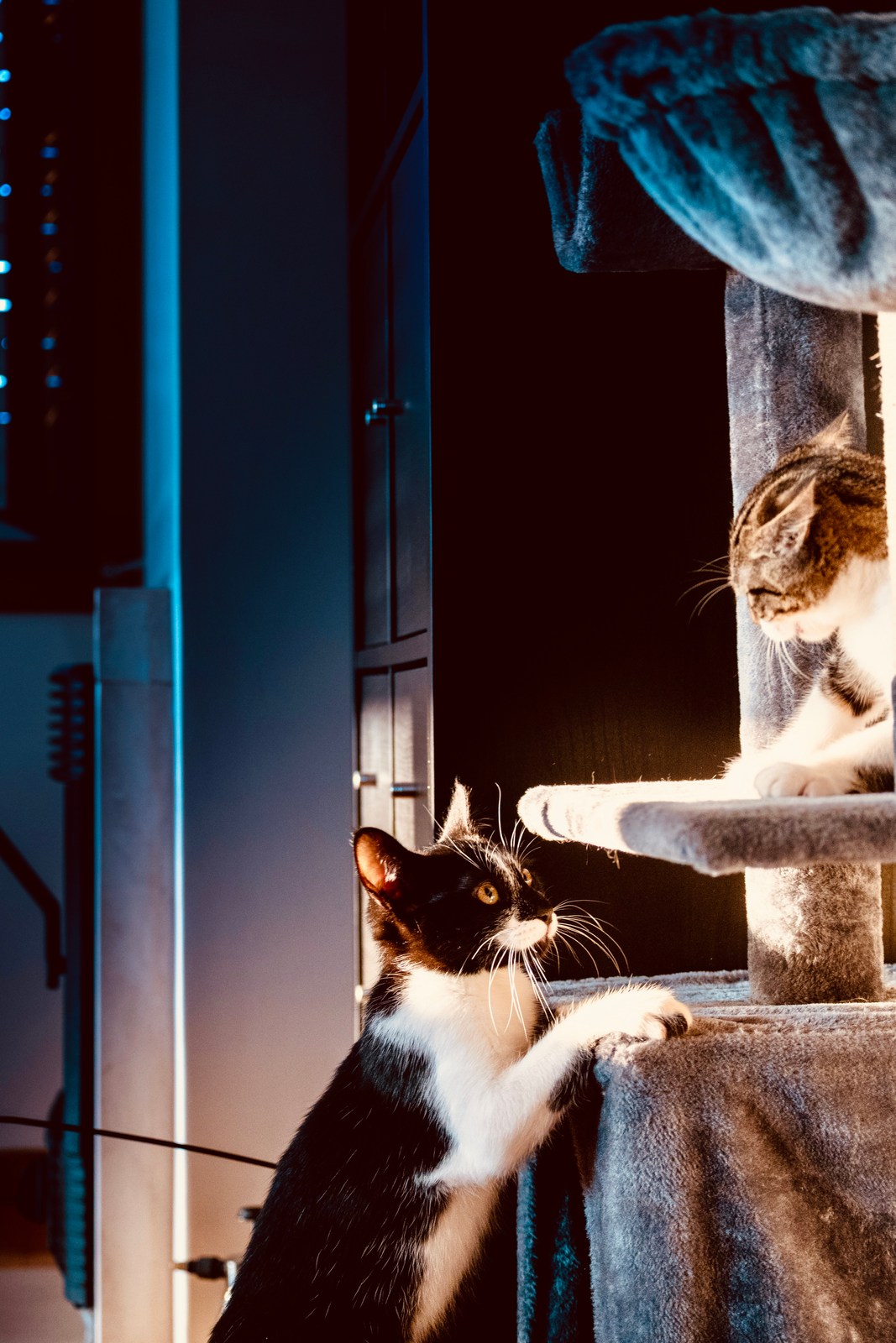 andrew wilde, animals, calm, cat, mario wilde, playfulness, texture, warm light
