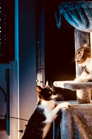 andrew wilde, animals, calm, cat, mario wilde, playfulness, texture, warm light
