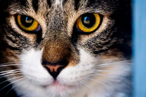 animals, calm, cat, mario wilde, portrait, reflection, symmetry, texture