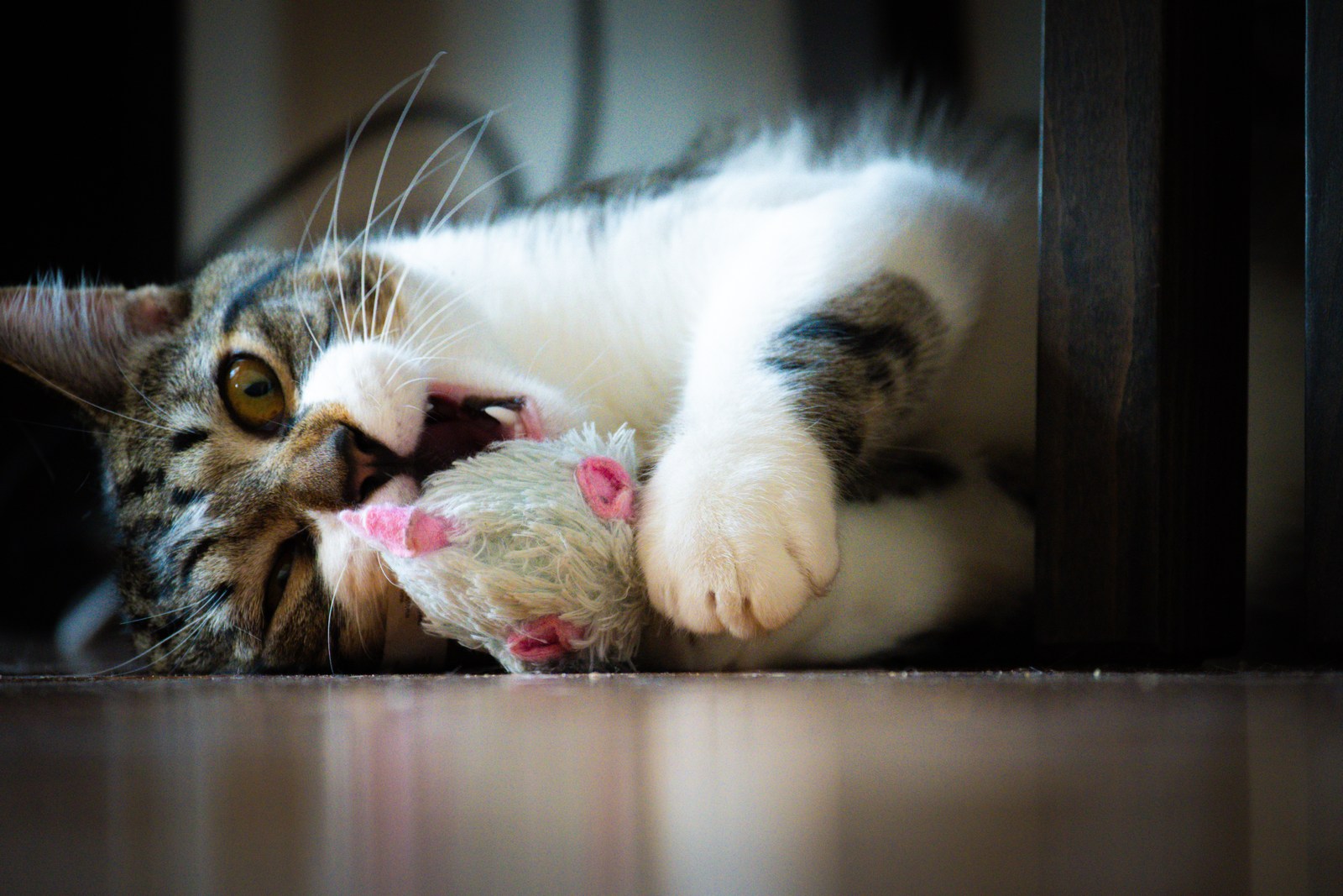animals, cat, mario wilde, motion, playfulness, texture