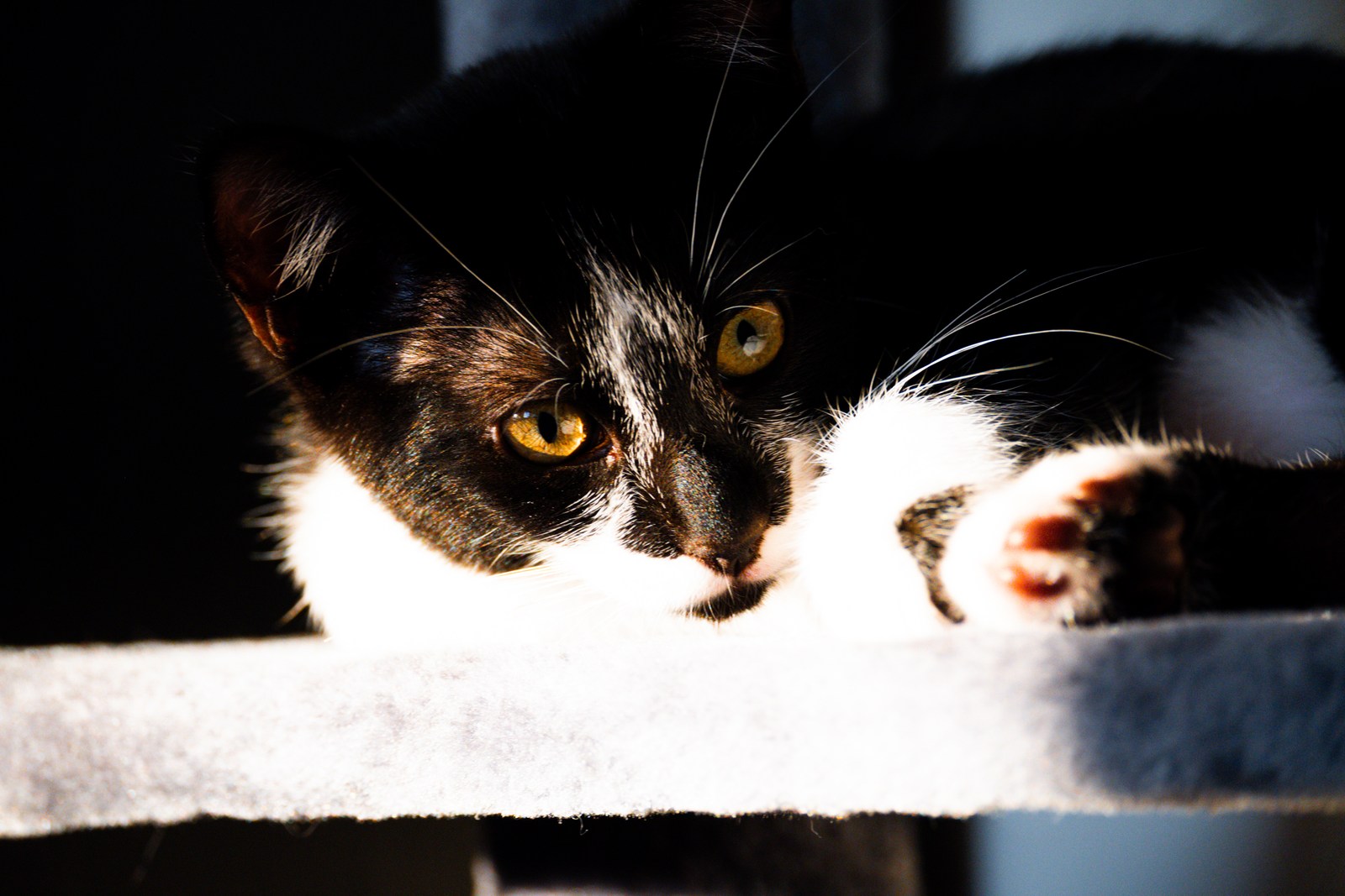 andrew wilde, animals, calm, cat, texture, warm light