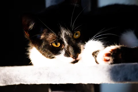 andrew wilde, animals, calm, cat, texture, warm light