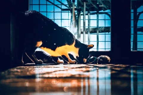 andrew wilde, animals, calm, cat, playfulness, reflection, silhouette, warm light
