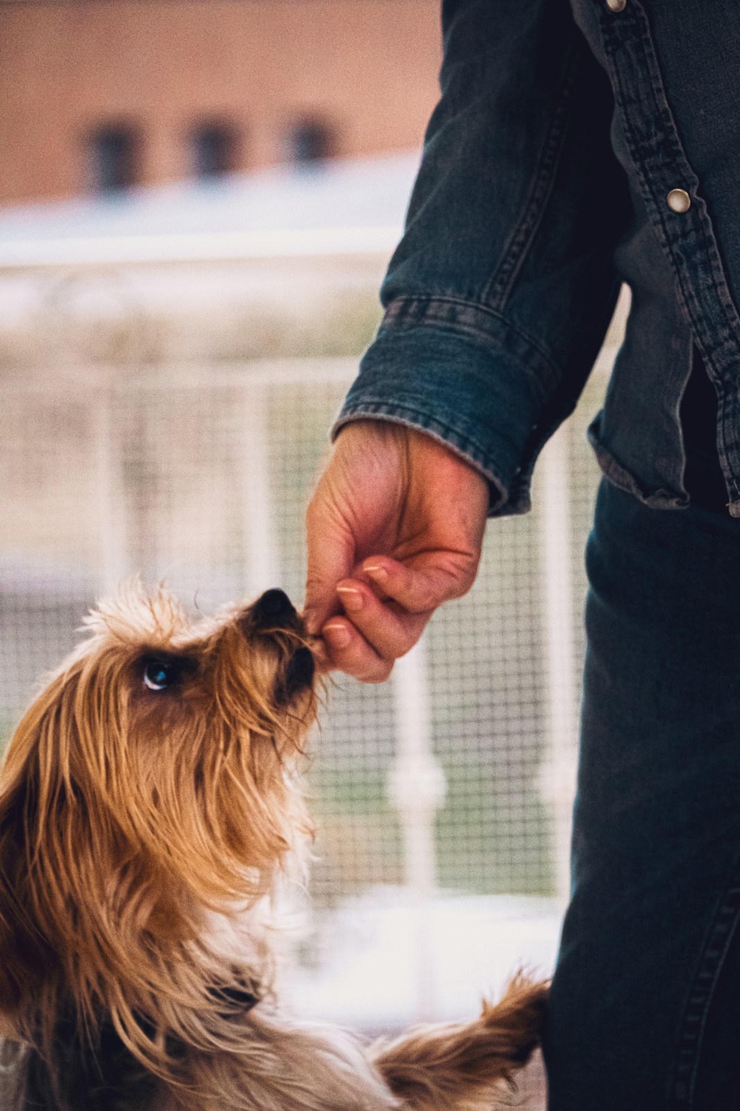 animals, calm, dog, muted colours, playfulness, texture, warm light