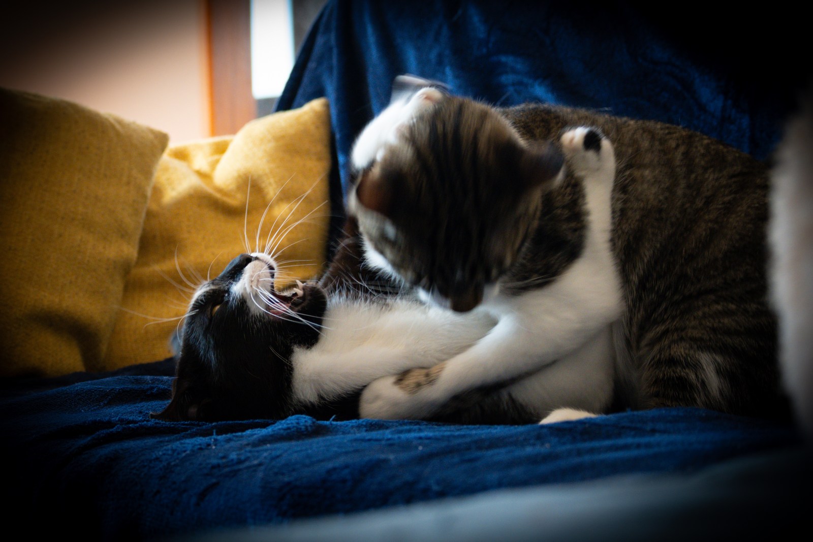 andrew wilde, animals, cat, mario wilde, motion, playfulness, texture