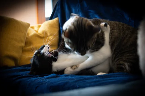 andrew wilde, animals, cat, mario wilde, motion, playfulness, texture