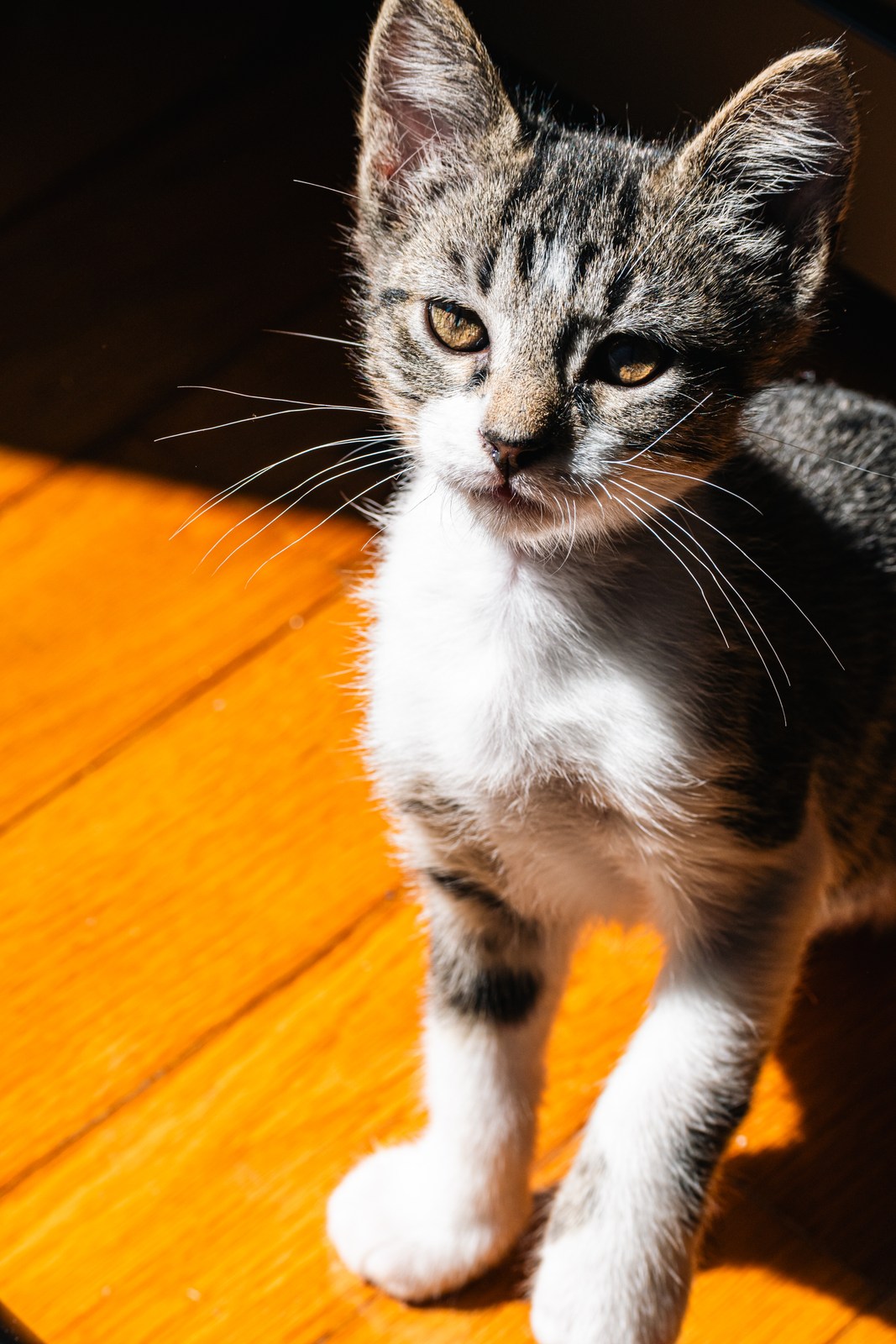animals, calm, cat, mario wilde, texture, warm light