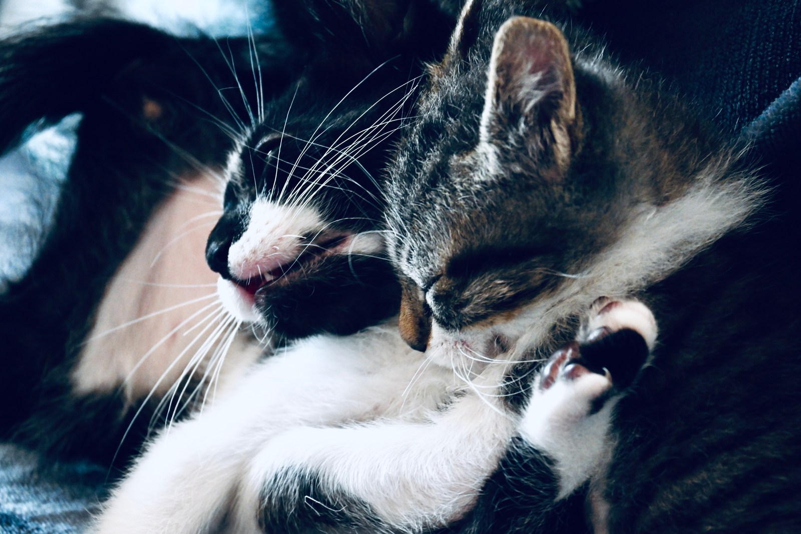 andrew wilde, animals, calm, cat, mario wilde, muted colours, texture