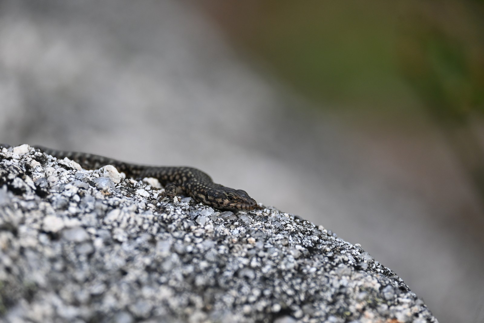 animals, calm, lizard, muted colours, nature, texture