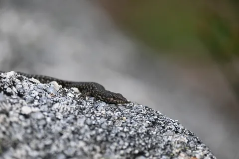 animals, calm, lizard, muted colours, nature, texture