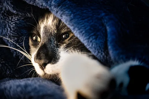 andrew wilde, animals, calm, cat, texture, warm light