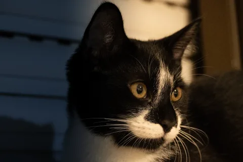 andrew wilde, animals, calm, cat, warm light