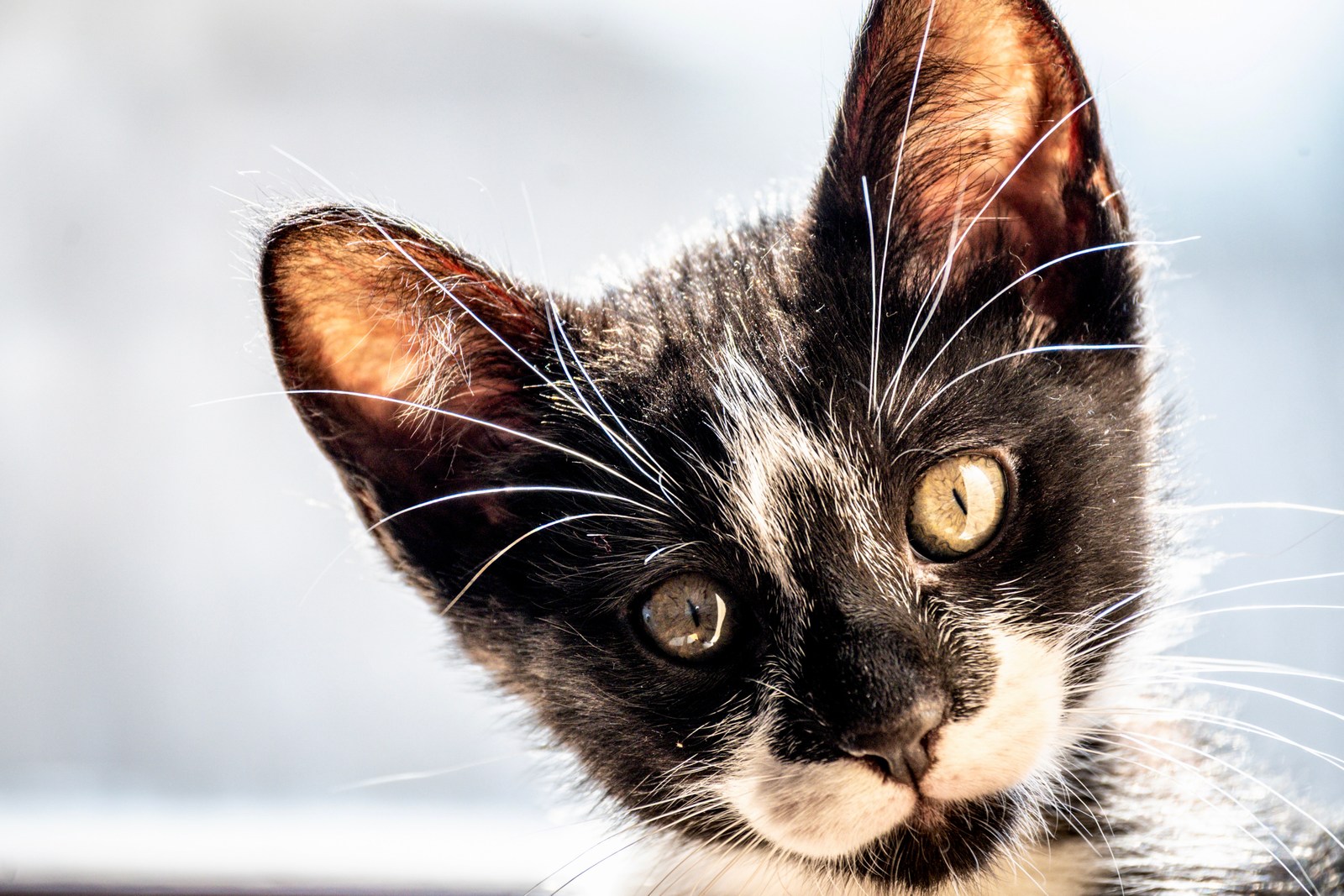 andrew wilde, animals, calm, cat, portrait, texture, warm light