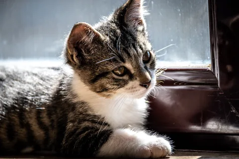 animals, calm, cat, mario wilde, texture, warm light