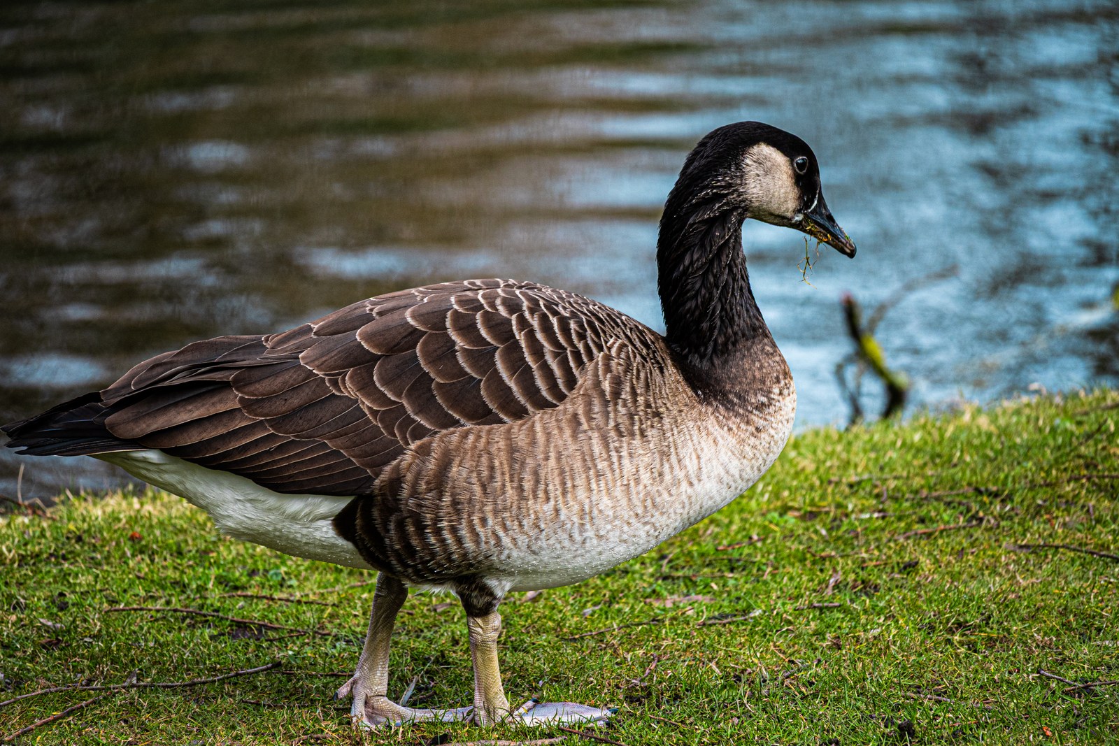 animals, bird, calm, goose, muted colours, nature, texture, water