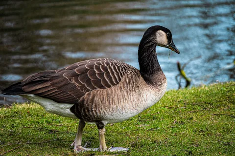animals, bird, calm, goose, muted colours, nature, texture, water