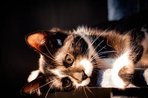 andrew wilde, animals, calm, cat, texture, warm light