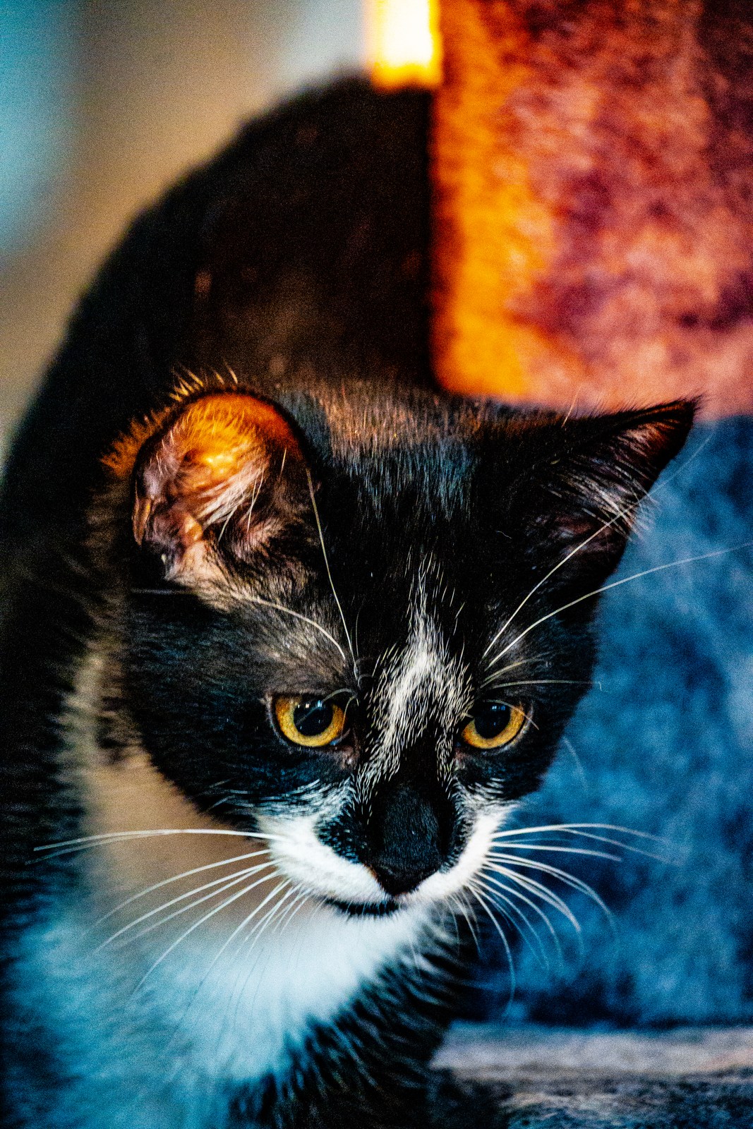 andrew wilde, animals, calm, cat, texture, warm light