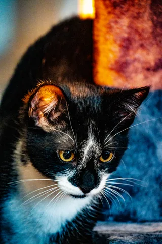 andrew wilde, animals, calm, cat, texture, warm light