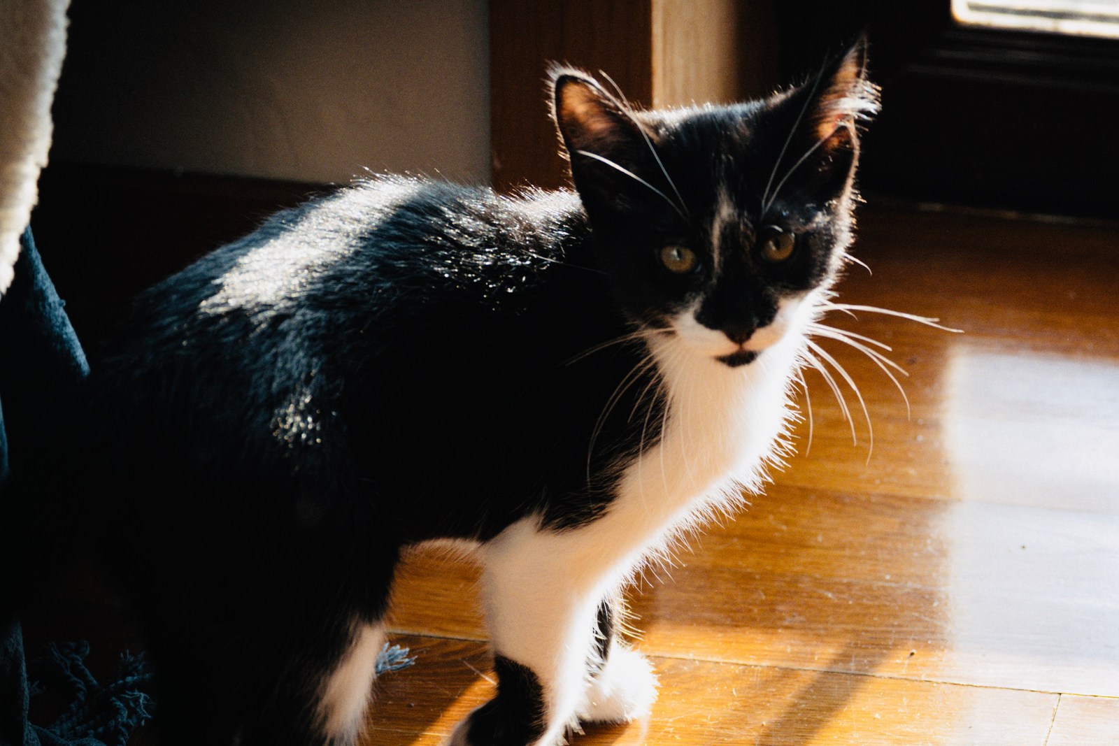 andrew wilde, animals, calm, cat, texture, warm light