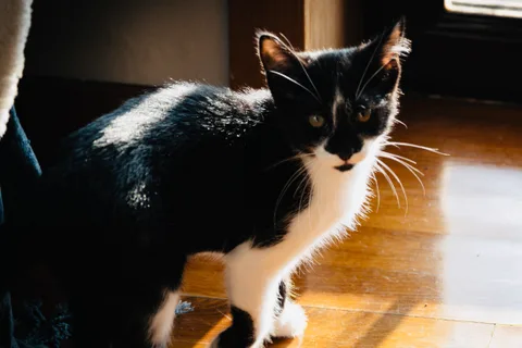 andrew wilde, animals, calm, cat, texture, warm light