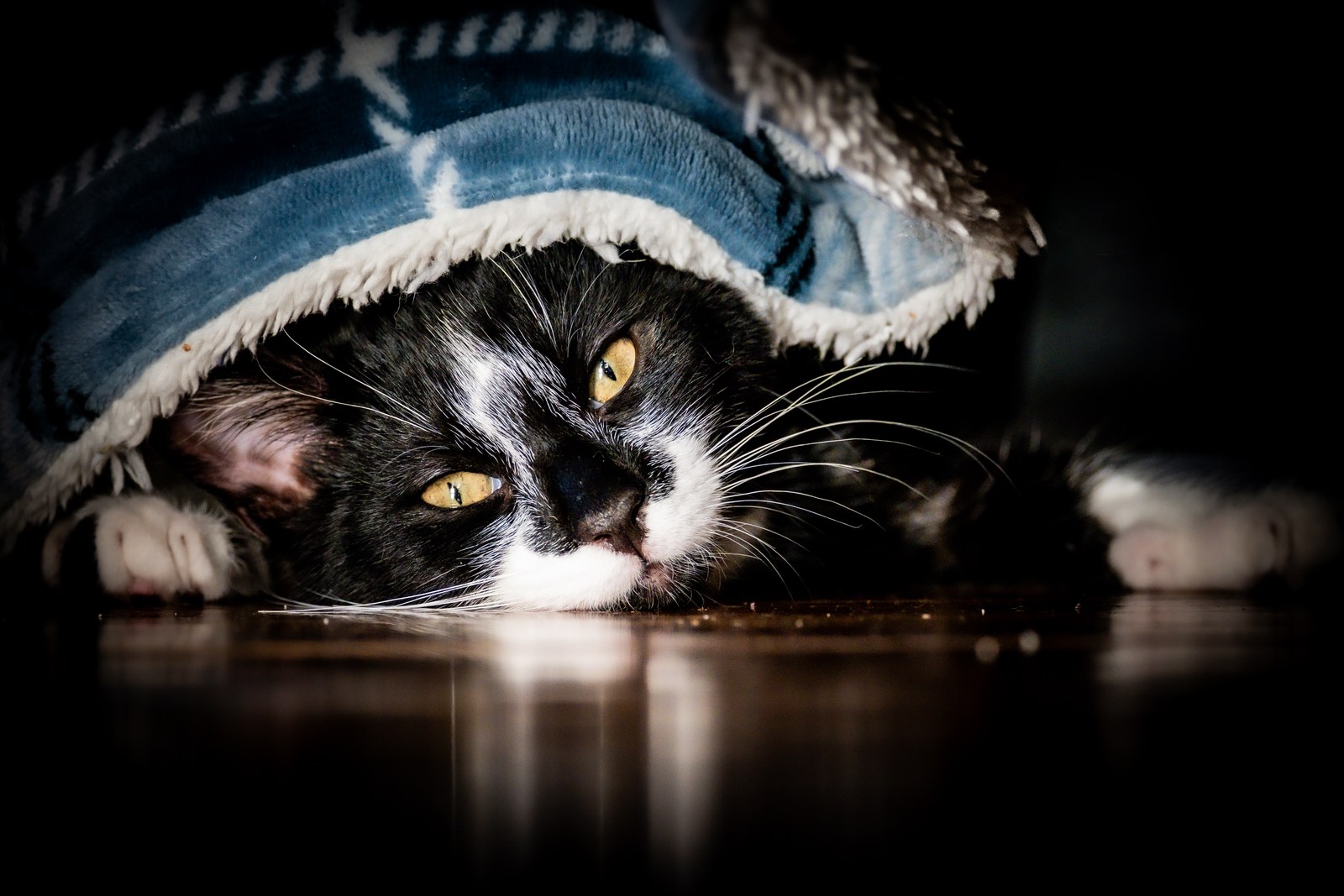 andrew wilde, animals, calm, cat, reflection, solitude, texture, warm light