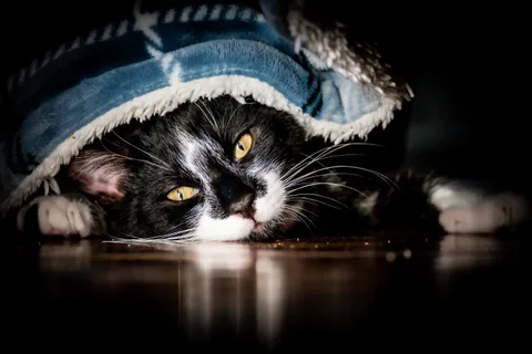 andrew wilde, animals, calm, cat, reflection, solitude, texture, warm light