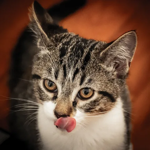 animals, calm, cat, mario wilde, playfulness, texture, warm light