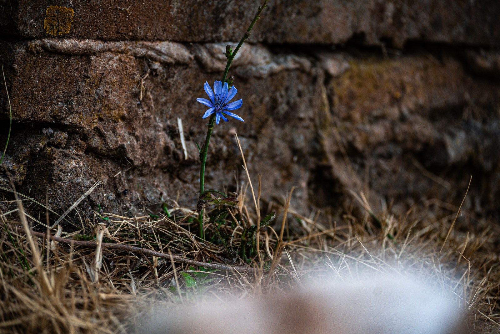 calm, flower, muted colours, nature, solitude, texture