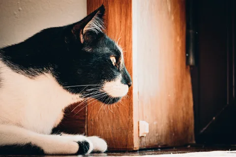 andrew wilde, animals, calm, cat, texture, warm light