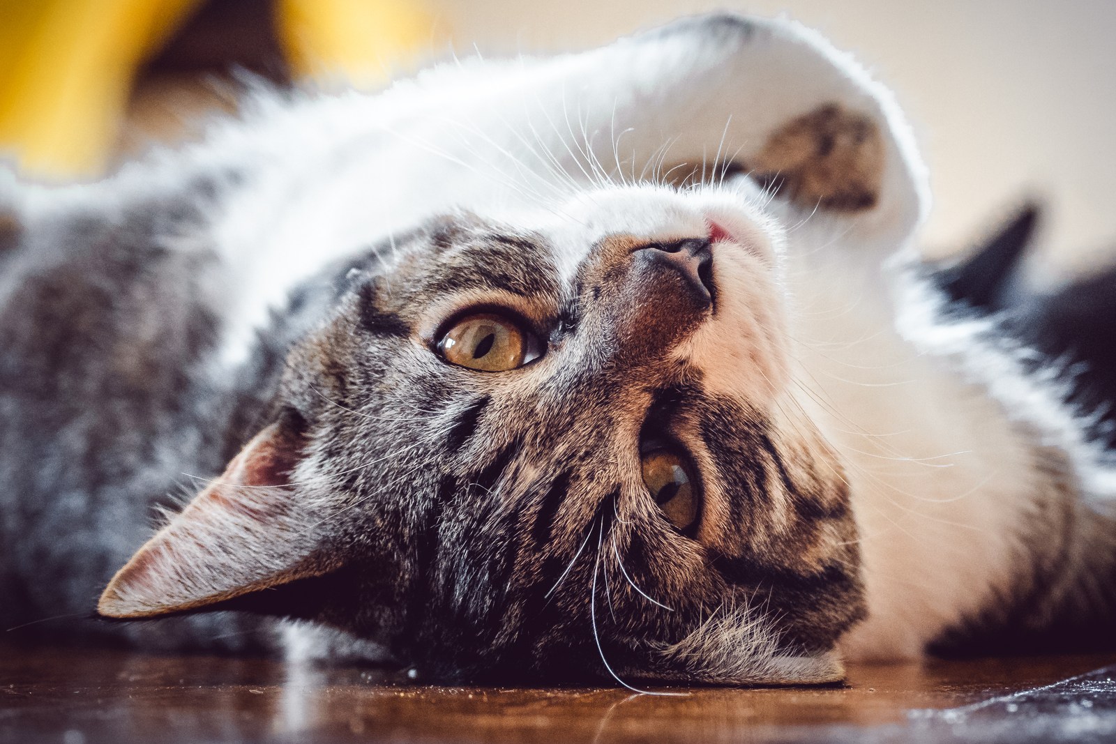 animals, calm, cat, mario wilde, playfulness, texture, warm light