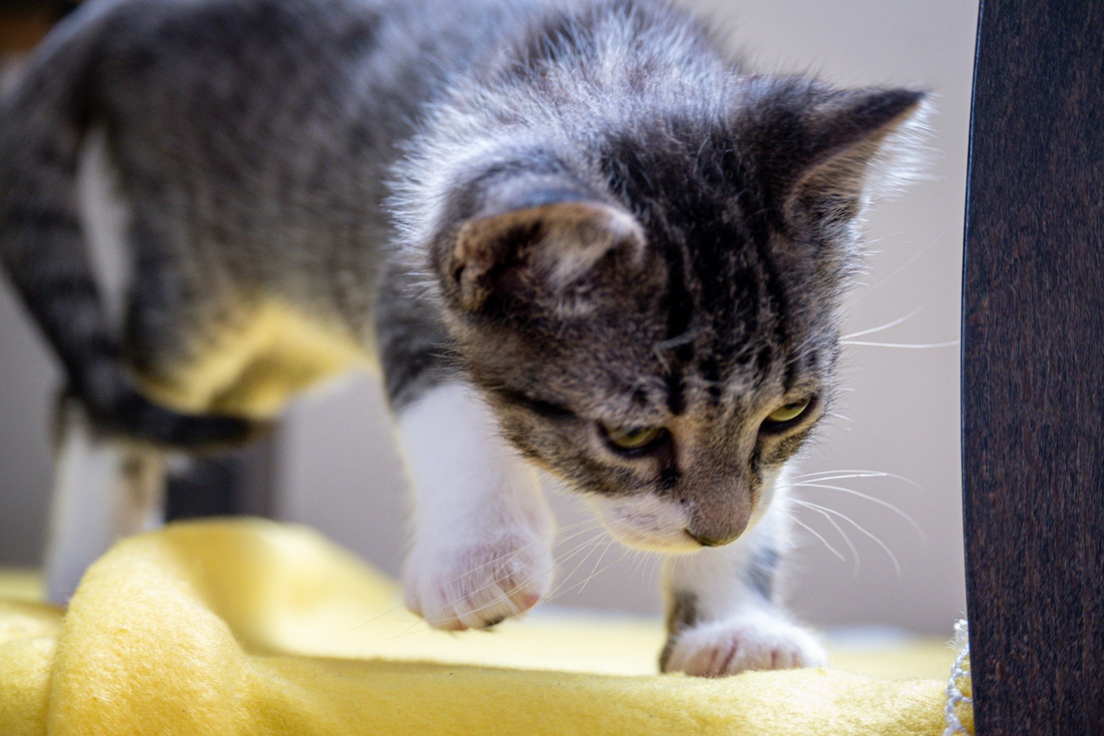 animals, cat, mario wilde, playfulness, portrait, texture