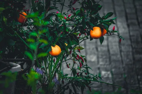 calm, citrus, depth of field, fruit, garden, muted colours, nature, outdoors, peppers, plants, texture
