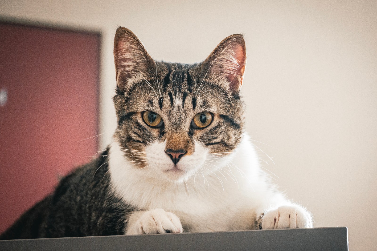animals, calm, cat, mario wilde, muted colours, portrait, texture