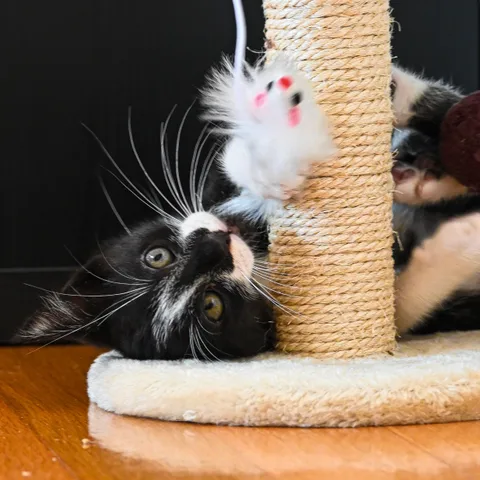 andrew wilde, animals, cat, motion, playfulness, texture
