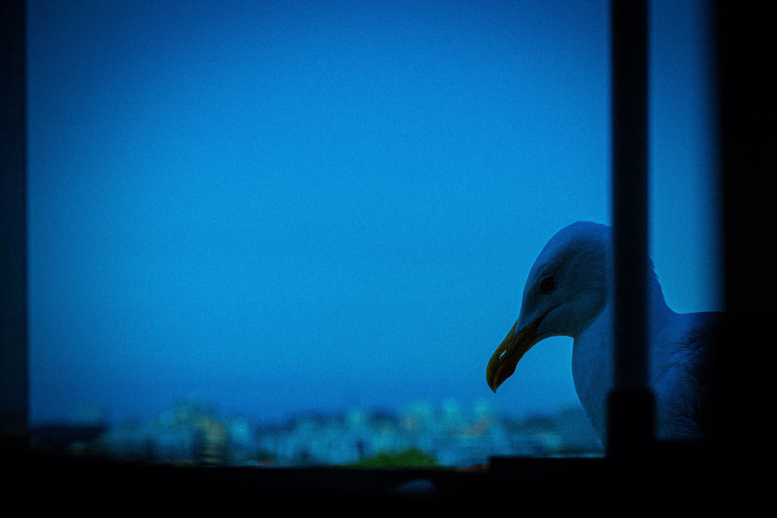 animals, calm, muted colours, seagull, silhouette, solitude, street