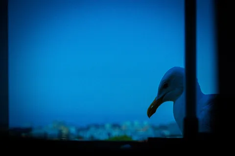 animals, calm, muted colours, seagull, silhouette, solitude, street