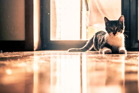 animals, calm, cat, mario wilde, reflection, warm light