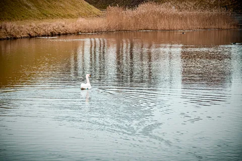 animals, calm, motion, muted colours, nature, reflection, solitude, swan, water
