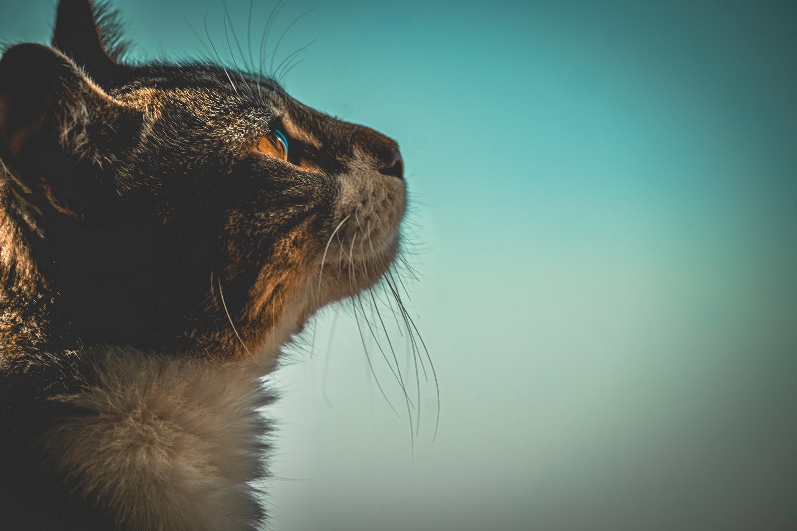 animals, calm, cat, mario wilde, muted colours, portrait, texture