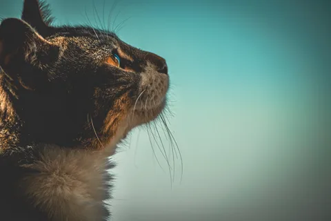 animals, calm, cat, mario wilde, muted colours, portrait, texture
