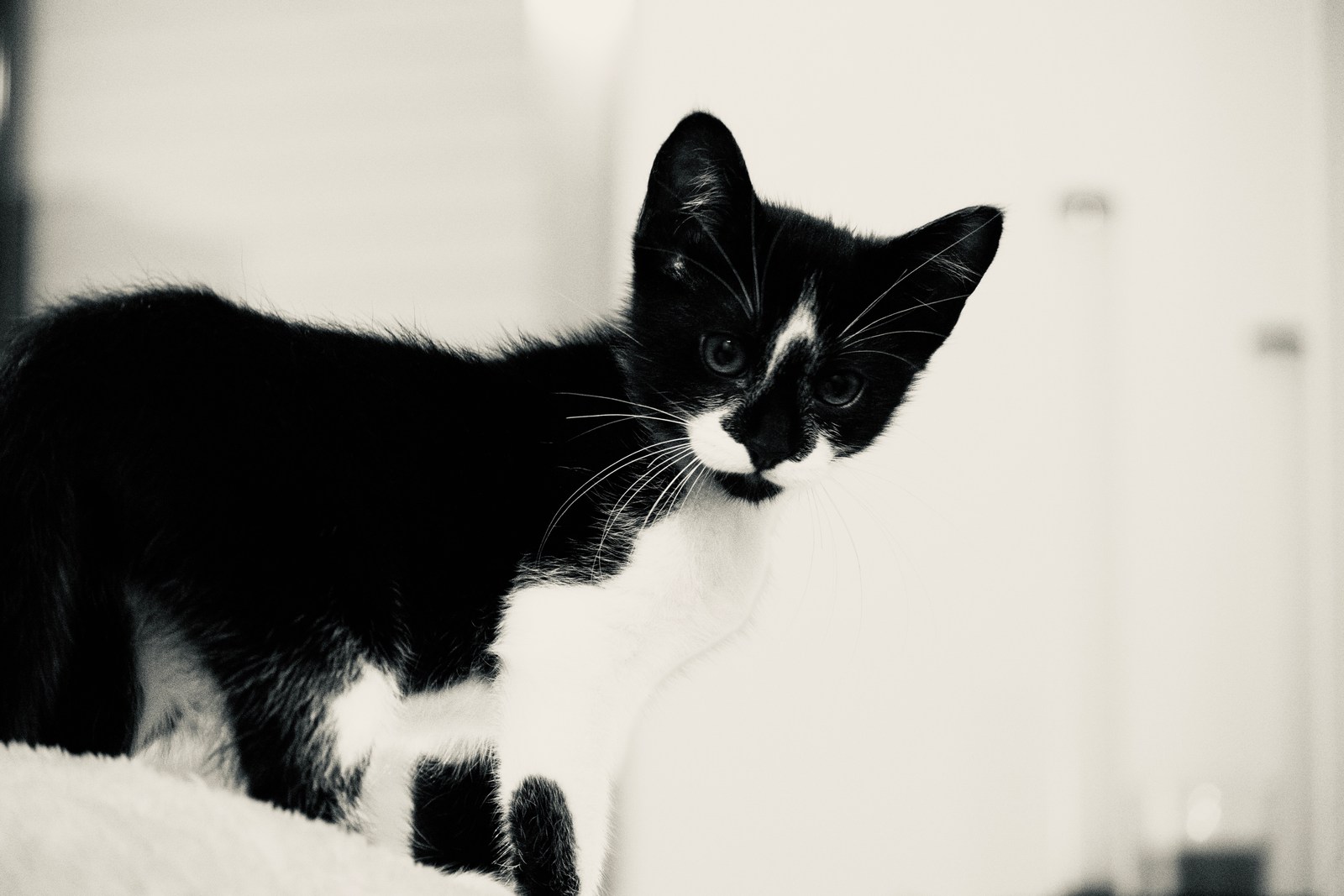 andrew wilde, animals, calm, cat, muted colours, texture