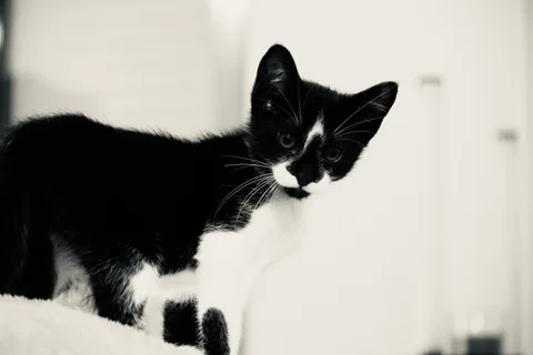 andrew wilde, animals, calm, cat, muted colours, texture