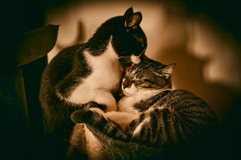 andrew wilde, animals, calm, cat, mario wilde, texture, warm light